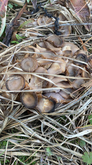 Lyophyllum decastes
