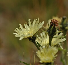 Schlagintweitia intybacea