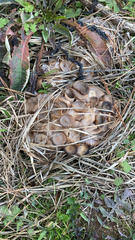 Lyophyllum decastes