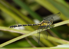 Austrogomphus ochraceus