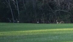 Meleagris gallopavo silvestris