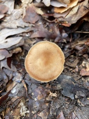 Rhodocollybia butyracea