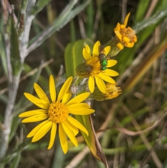 Augochlora pura