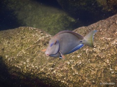 Acanthurus tractus