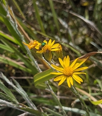 Augochlora pura