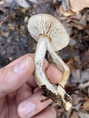 Rhodocollybia butyracea