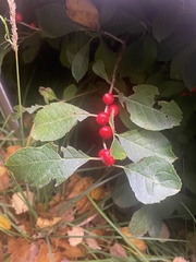 Ilex