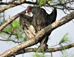Cathartes aura septentrionalis