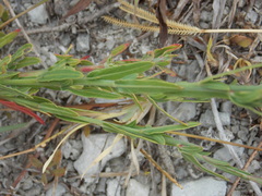 Oenothera simulans