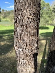 Corymbia tessellaris