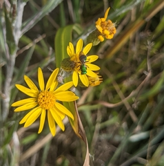Augochlora pura
