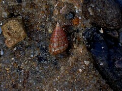 Phasianotrochus bellulus