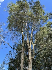 Corymbia tessellaris