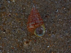 Phasianotrochus bellulus