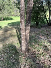 Corymbia tessellaris