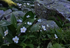 Ranunculus platanifolius