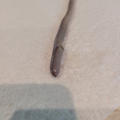 Indotyphlops braminus