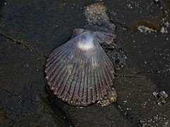 Mimachlamys asperrima