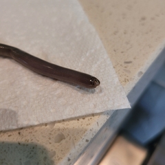 Indotyphlops braminus