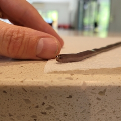 Indotyphlops braminus