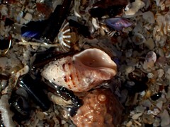 Phycothais reticulata