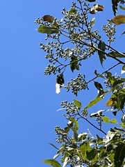 Corymbia citriodora