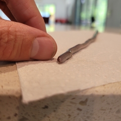 Indotyphlops braminus