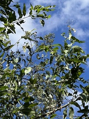 Corymbia citriodora