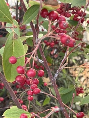 Malus baccata
