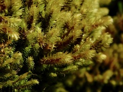 Sciuro-hypnum plumosum