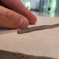 Indotyphlops braminus