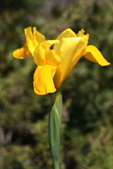 Iris xiphium lusitanica
