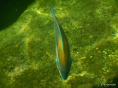 Scarus iseri