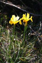 Iris xiphium lusitanica