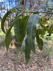 Corymbia citriodora