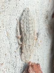 Ledromorpha planirostris