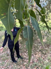 Corymbia citriodora