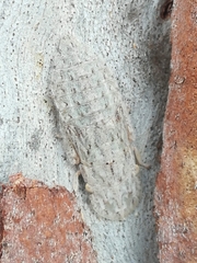 Ledromorpha planirostris