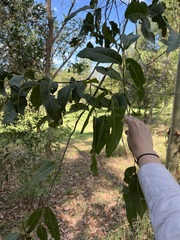 Corymbia citriodora