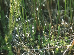 Brownseya serpentina