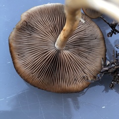 Psathyrella piluliformis