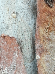 Ledromorpha planirostris