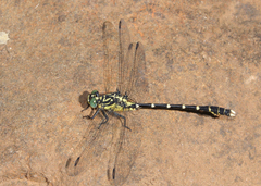 Hemigomphus heteroclytus