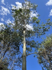 Corymbia citriodora