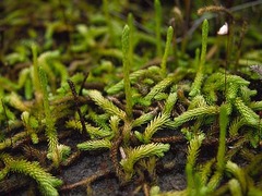 Brownseya serpentina