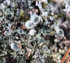 Cladonia chlorophaea