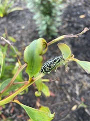 Chrysolopus spectabilis