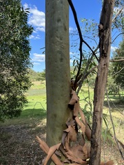 Corymbia citriodora