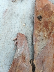 Ledromorpha planirostris