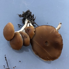 Psathyrella piluliformis